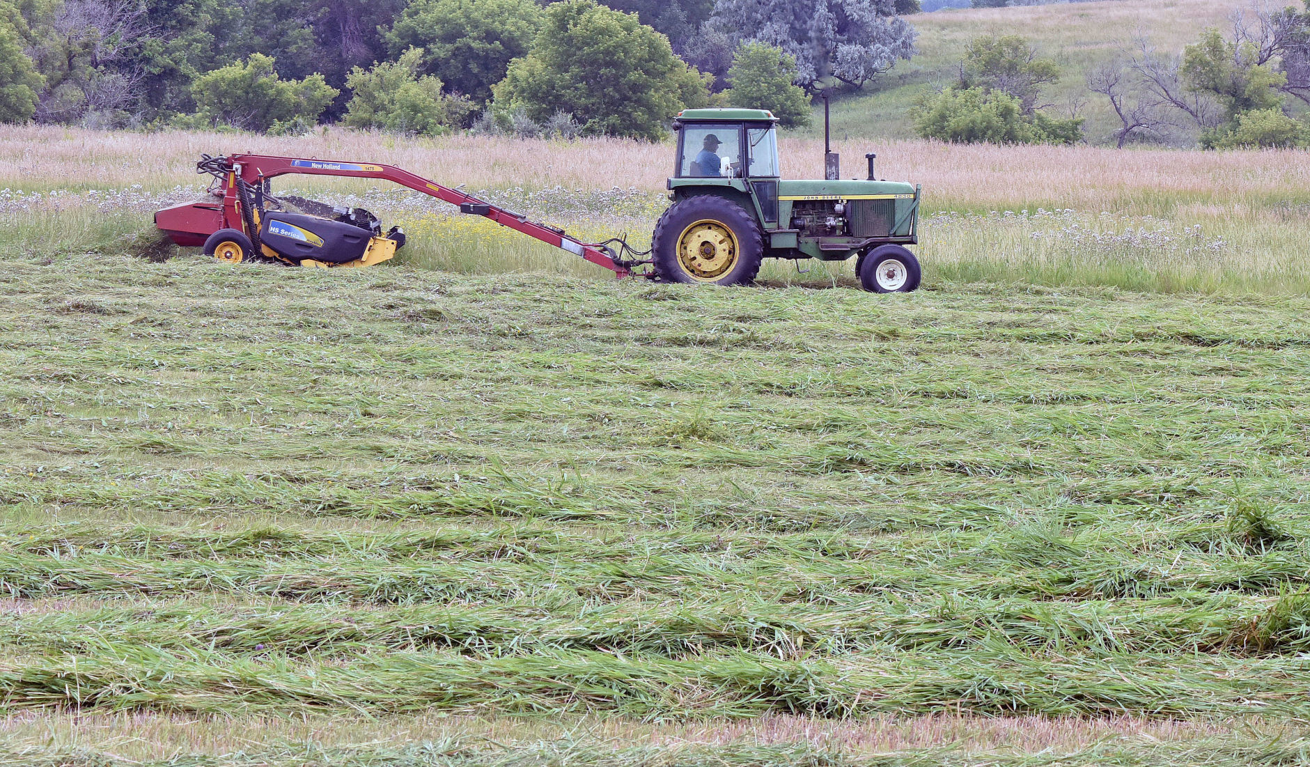 Brome grass